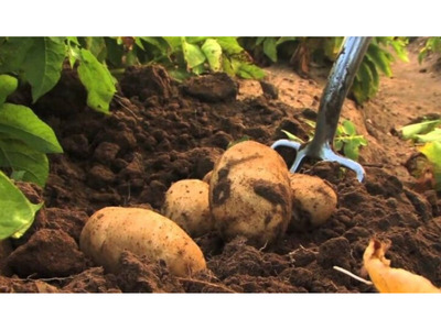 Toptan Hollanda Agria Patates 2026 Eylül ve Ekim Ayı Hasatı