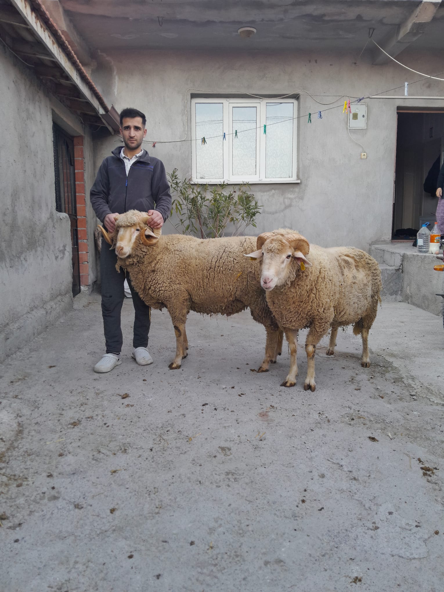 Afyonkarahisar Bayat'ta Satılık Damızlık Merinos Kırma Koyunlar