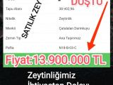 AYDIN DİDİM EFELER MH, AKYENİKÖY , SATILIK ARSA VE ZEYTİNLİKLİK