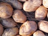 40 Ton Hollanda Agria patates Toptan Satılık 2023 Ekim Mahsulüdür